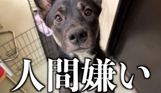 人間が嫌いだった元保護犬が、知らない人にも心を開いた5ヶ月の成長がすごい。