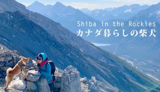 強風の尾根！カナダの登山犬、柴犬ナラと岩稜帯の山頂を目指します｜4K｜Hiking with Shiba Inu to the summit in the Canadian Rockies