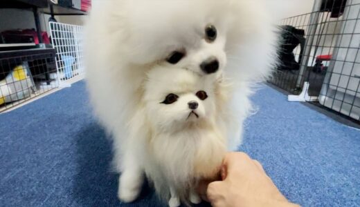 白い犬とのその後…