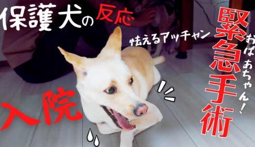 震える元保護犬のアッチャン！竜之助とむかった先は？緊急手術？犬の反応