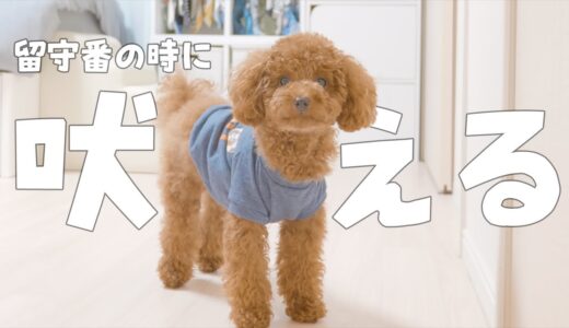 【犬のしつけ】留守番中に吠える犬が全く吠えなくなった方法【トイプードル】