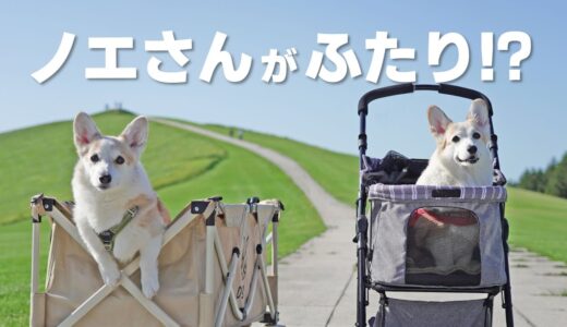 兄妹犬と11年ぶりの再会！同じ顔！同じ性格！