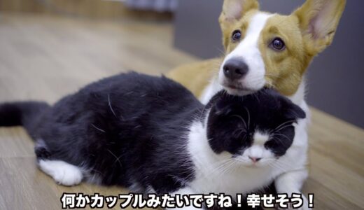 「甘えん坊猫」どうしてもコーギー犬に甘えたい猫・カップルのような猫とコーギー犬