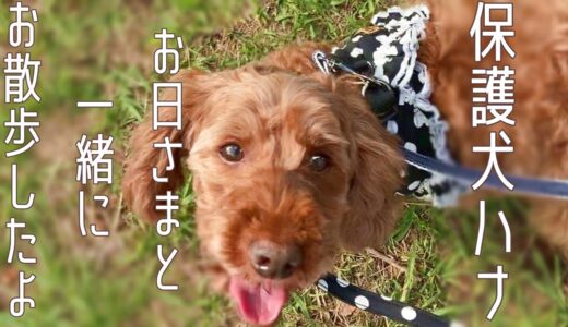 【保護犬ハナ】お日さまと一緒にお散歩したよ