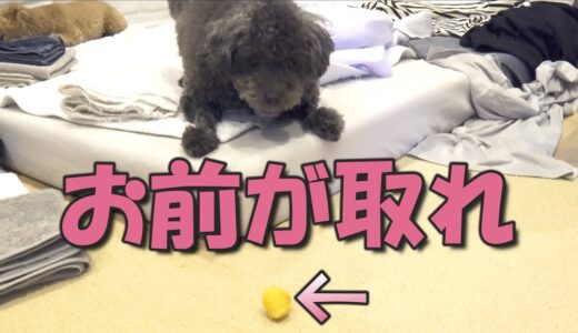 【感動】一生懸命苦手を克服する犬が尊い（涙）