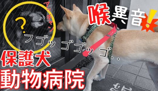 【保護犬5日目】爪切りのはずが、犬の喉から異音！？そこが病院だと分かった瞬間の保護犬