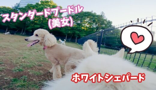 【犬が撮るVlog】スタンダードプードル(美女)に惚れちゃったホワイトシェパードのドッグラン【もののけ散歩】