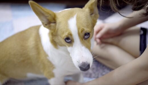 「悲報」急にコーギー犬のボウちゃんが普通に歩けなくなりました