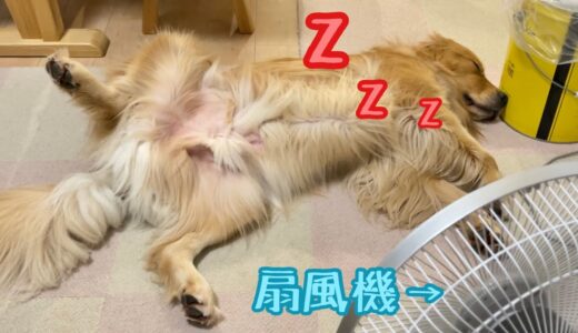 真夜中に暑いと言ってきた大型犬に扇風機を与えてみた結果がこちら。もはや野生には戻れません。【ゴールデンレトリバーとミニチュアダックスフンド】