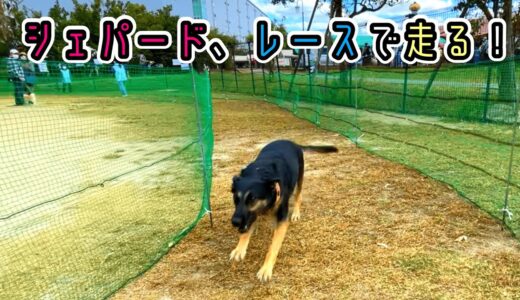 【ジャーマンシェパード】犬イベントでレースに初出場しました！【German Shepherd】 My Dog Participates In A Dog Race!