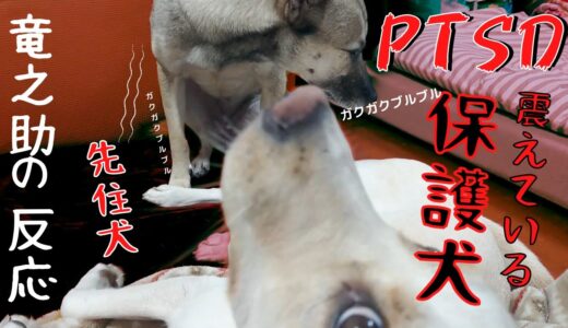 震え怯える保護犬アッチャンを守る！兄犬の竜之助がいれば怖くないもん！PTSDストレス障害