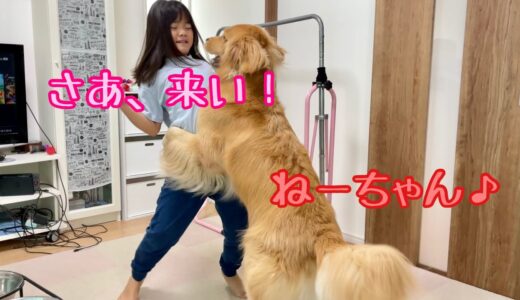 何度もマウントを取りにくる大型犬をサクっと制圧する姉の技術が達人級！ゴールデンレトリバーとミニチュアダックスフンド】