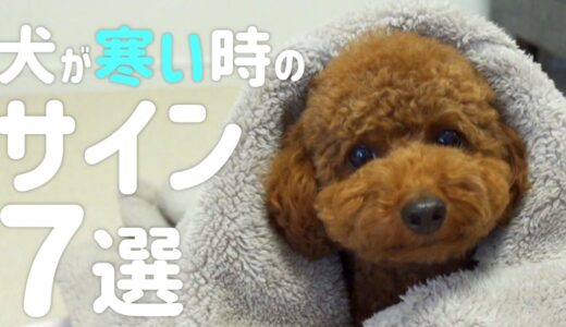 犬が寒がっている7つのサイン！気付いてあげられる飼い主になりたいですね♪