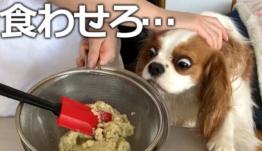 栗を大量にもらったら犬の目の色が変わりました