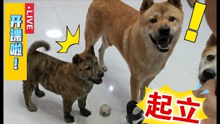 田园犬智商低服从性差？只要你愿意教，他是不会让你失望的！