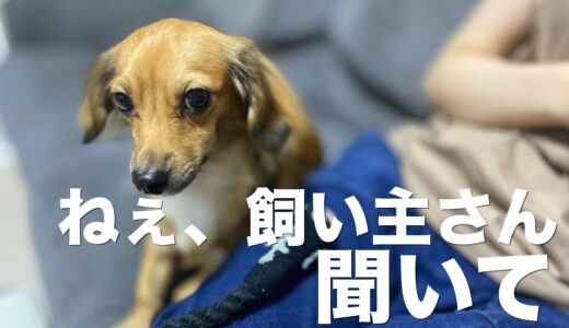 犬を飼いたい人は見て、犬と飼い主の約束