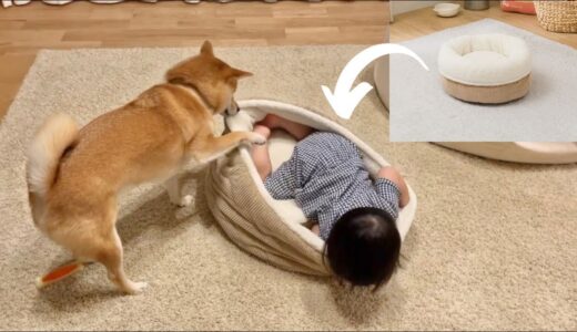 ニトリの犬用ベッドを買ってきたら案の定こうなった