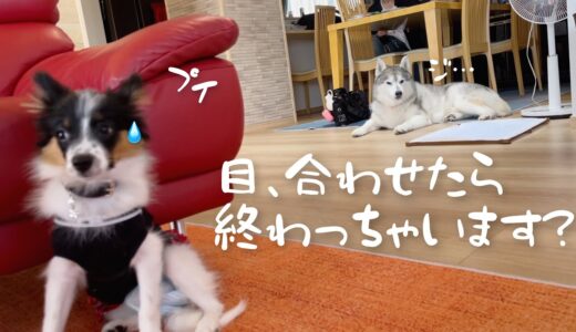 修行に来たパピヨンの子犬に犬社会を教えたいシベリアンハスキー、挨拶を辞退される。