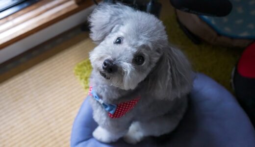 犬とごっこシリーズの裏側をお見せしようと思ったのだが、アクシデントで撮影中止に・・・