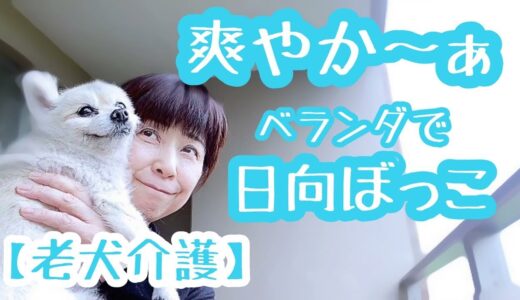 【お散歩できない日はベランダ日光浴】老犬介護No.77