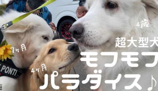 子犬のゴールデンに超大型犬のお友達が出来ました