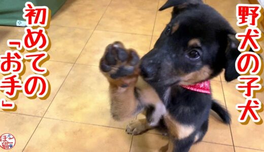 【野犬　子犬　保護犬 子猫】群れで育った野犬の子　初めての「お手」