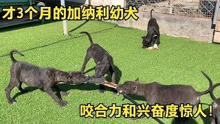 西班牙加纳利幼犬，才3个月兴奋度就极强，看看幼犬你喜欢吗？