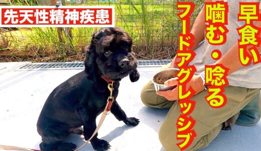 【唸る・噛む・早食い・フードアグレッシブ】先天性精神疾患コッカースパニエル 犬の問題行動を改善する会3日間合宿