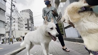 謎の美人さんが超大型犬を連れてやってきた！ゴールデンレトリバーの子犬ティト。