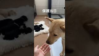 保護犬が1週間で完全に心を開いてくれるまで