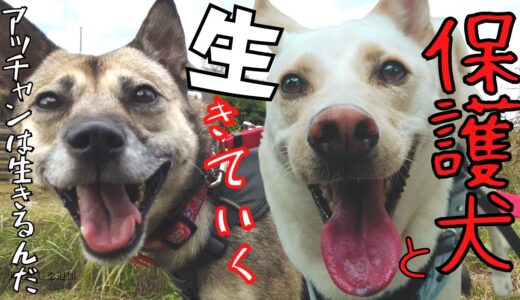 怯える保護犬と生きるのは難しい！？竜之助とアッチャン！お父さんの決意したこと・・トライアル失敗続き