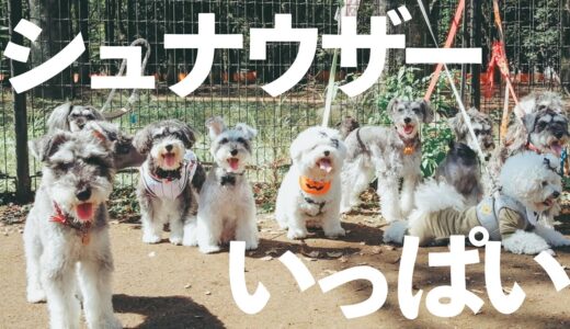 【犬散歩】シュナウザーだらけの代々木公園ドッグランに行きました【ジジトト】