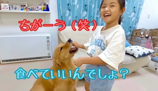 美味しいオヤツに大興奮した大型犬とどっちでしょうをした結果、正解だけど間違えた答えが返ってきました！【ゴールデンレトリバーとミニチュアダックスフンド　ドギーボックス】