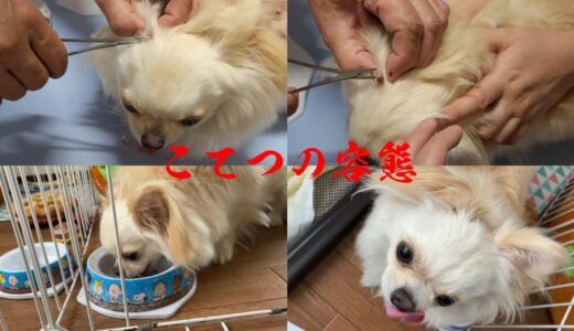 【近況報告】子犬の容態【保護犬】腫瘍摘出から１週間…！？