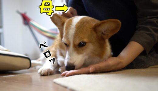 あまり母に冷たくない時のコーギー犬