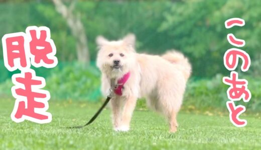 ポテ、犬が好きすぎてまた脱走しました…【アジリティ７回目】