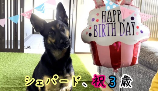 【誕生日】3歳になったシェパード犬にママ様とオヤジがプレゼントをあげたら喜んだ？【German Shepherd】 Let’s Celebrate My Dog’s 3rd Birthday!