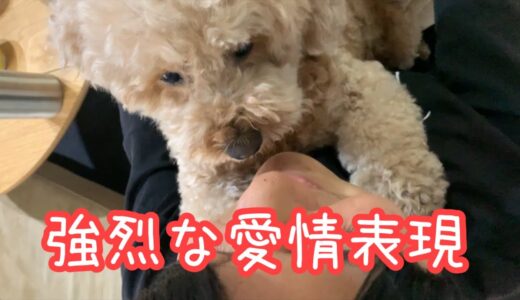 犬の愛情表現が強烈すぎたw【トイプードル】【マルプー】