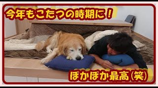 【こたつ大好き犬】暑がりなのに何故かこたつが大好きなそら(笑)今年もこたつの時期になりました。　大型犬ゴールデンレトリバー　Ｇolden Retriever