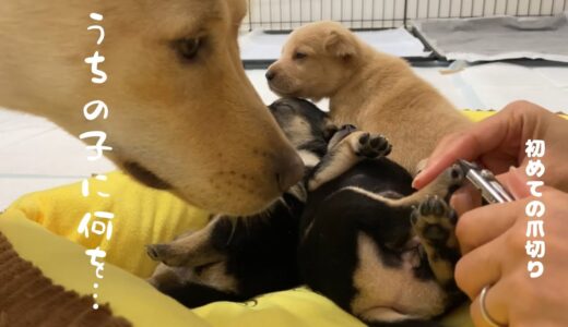 爪を切られそうな我が子を守ろうとする母犬