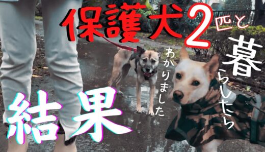 【家族の意味】保護犬アッチャンと先住犬の竜之助とママの反応・・涙