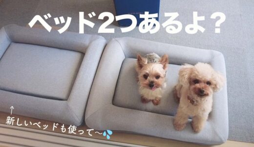 保護犬と姉犬、お気に入りのベッドを2つ用意したのに事件簿【Day75】