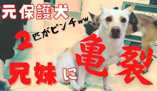 いつも怯える保護犬兄妹がピンチ！？「おい！失敗だろ」竜之助の反応が可愛いｗ