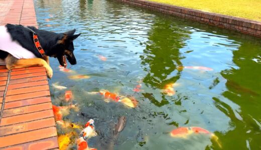 シェパード犬の前で鯉にエサをあげたら、キュンキュンが止まりません【German Shepherd】 My Dog Can't Stop Whimpering While Feeding Carps!