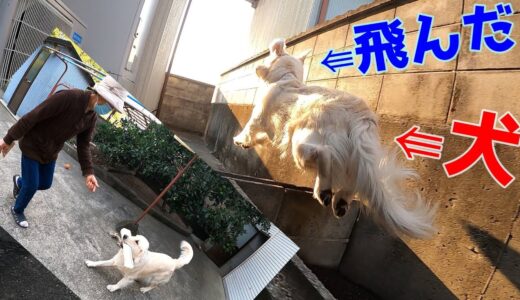 【闘牛士】ばあちゃんと犬のBIGほねっこ争奪戦！！　GoldenRetriever　ゴールデンレトリバー