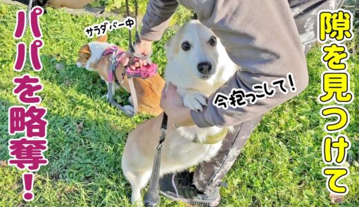 後輩犬から大好きなパパを奪う瞬間！