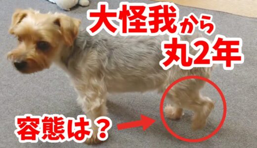 【靭帯断裂その後】犬が脚の大怪我を負ってから丸２年が経過しました。 現在の容態は？ 20211001、カラス&四つ足カルテット