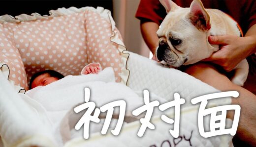 【赤ちゃんと犬】赤ちゃんと初対面するフレブルの反応が可愛い【フレブル フレンチブルドッグ】