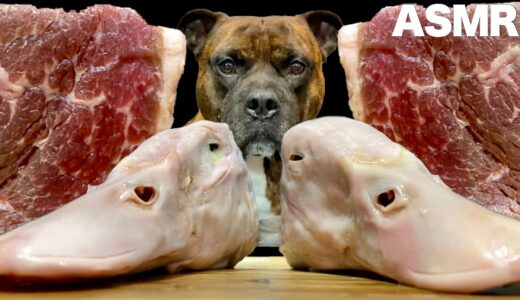 【大食い犬ASMR】鴨の頭をバリバリ噛み砕き生肉を秒で飲み干す愛犬www