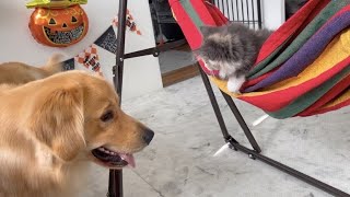 【大型犬と子猫】巨大ハンモックで遊んだらこうなった